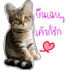 lovely cat Misty&Ponyo&Auon  v.Thai