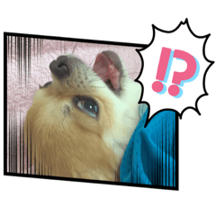 Kitty_20201006224533