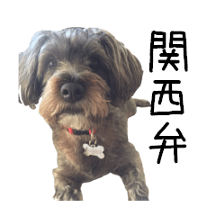 Kansai dialect-speaking dog