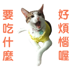 Real CAT.中文4
