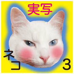 Made in Japan cute cats sticker3