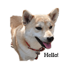 Hime the Shiba Inu