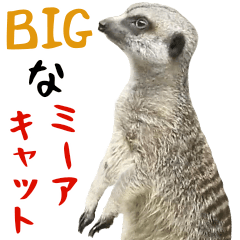 Big meerkat