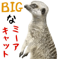 Bigなミーアキャット ほほえみフレンズ Lineクリエイターズスタンプ Stamplist Bigなミーアキャット ほほえみフレンズ Lineクリエイターズスタンプ Stamplist