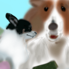 LOVE Shetland Sheepdog&Chihuahua 1
