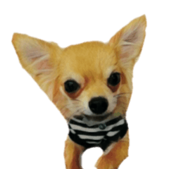 Cute watercolor Sticker of Chihuahua