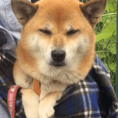 SHIBAINU RINKU 2