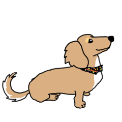 Miniature Dachshund COOKIE