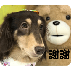 日常用語chacha