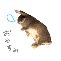 Rabbit0011