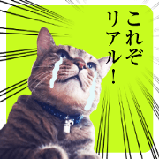 REAL!NEKOTA FUTARO