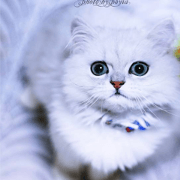 cute cat A1