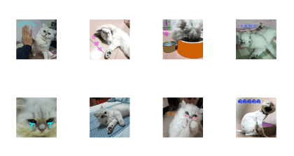 cute cat A1