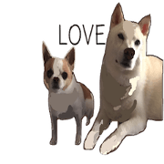 Pleasant Shiba dog and chihuahua