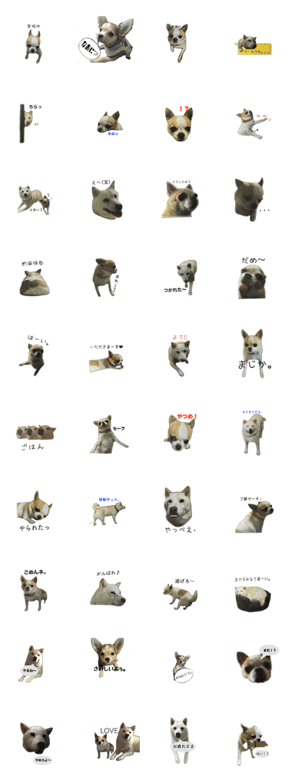 Pleasant Shiba dog and chihuahua