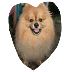 Pomeranian Sticker!