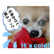 Bilingual cute dog(Part2)