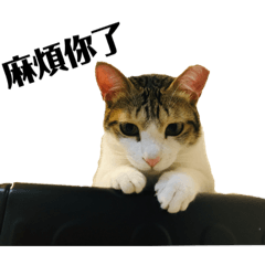 貓貓是肉多多 肉多多是貓貓3