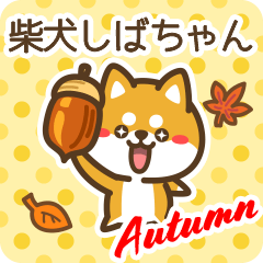 Shiba Shibachan in Autumn