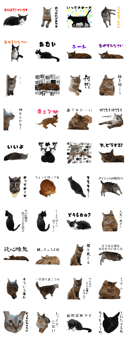 Cat of Takeuchi family