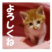 Boogie & Honey ver.1