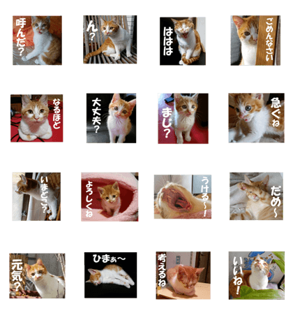 Boogie & Honey ver.1