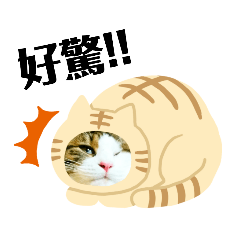 cat tabi photo stamps cantonese version