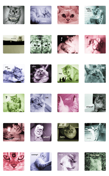 cute cat photo G