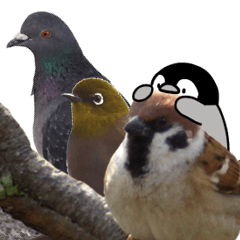 Pen-chan and wild birds