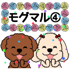 Mogu and Marco of toy poodles 4