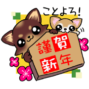 Chocolate color puppy's New year!