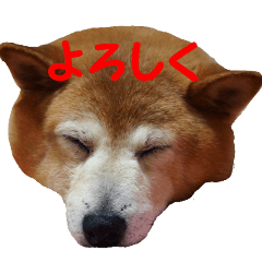 日本 柴犬 19