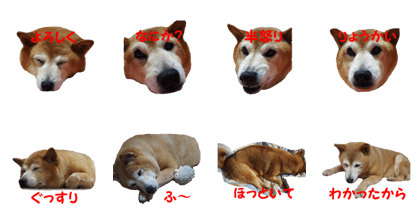 Shiba inu MOMO chan the third as well 39