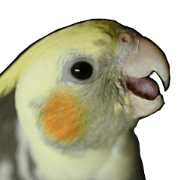 cockatiel, puu