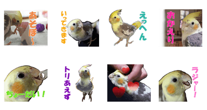 cockatiel, puu