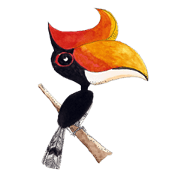 Picky Hornbill