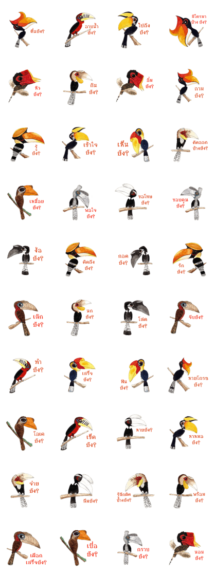 Picky Hornbill