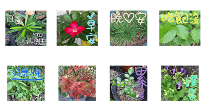 plant x 1995