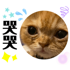 .樂樂的內心戲.