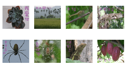 Cheng Cheng landscape photos
