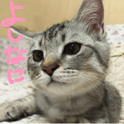 Chubby cat "mint"