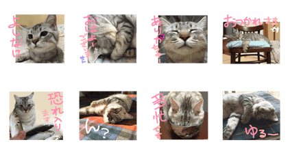 Chubby cat "mint"
