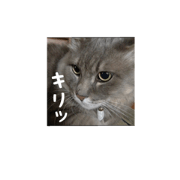 My cat Shizumi