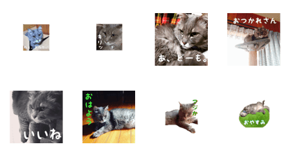 My cat Shizumi