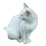 Realistic animal emotion Sticker