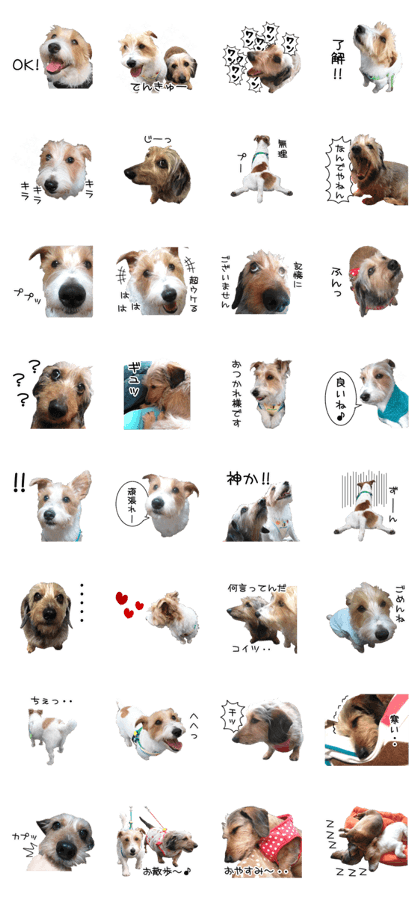 Jack Russell and wire Dax photo sticker