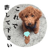 Eveyday of toy poodle
