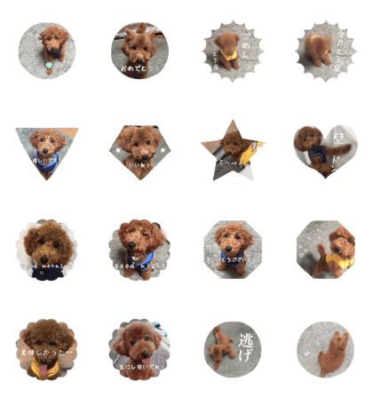 Eveyday of toy poodle
