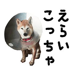 Shiba Inu Kuu of Kansai dialect