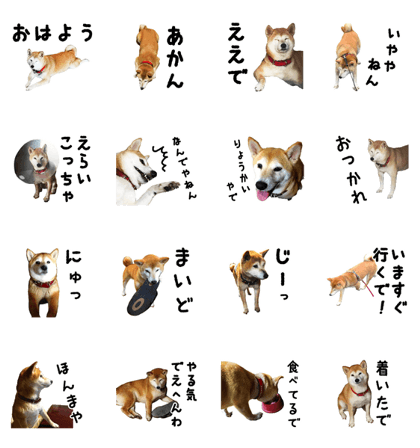Shiba Inu Kuu of Kansai dialect